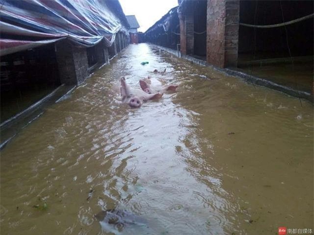 150 người chết vì mưa rơi, người dân Trung Quốc khóc nấc vì tán gia bại sản - Ảnh 24.