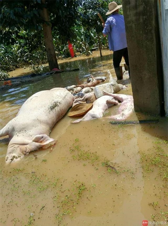150 người chết vì mưa rơi, người dân Trung Quốc khóc nấc vì tán gia bại sản - Ảnh 25.