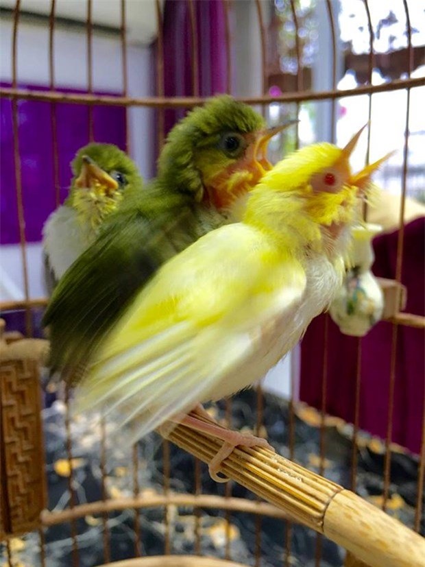 'Vua chim màu' đất Bắc, kỹ nghệ chăm chim, Bắc Ninh, chào mào, chơi chim, đại gia, nhà giàu, chim cảnh