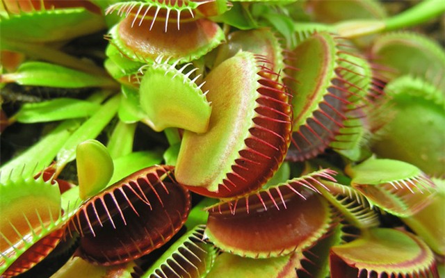 Bí ẩn không tưởng tại nơi chết chóc nhất trên Trái Đất - Ảnh 3.