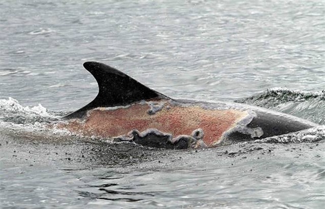 Hình ảnh chú cá heo bị cháy nắng đến mức lột da khiến nhiều người không khỏi xót xa - Ảnh 1.
