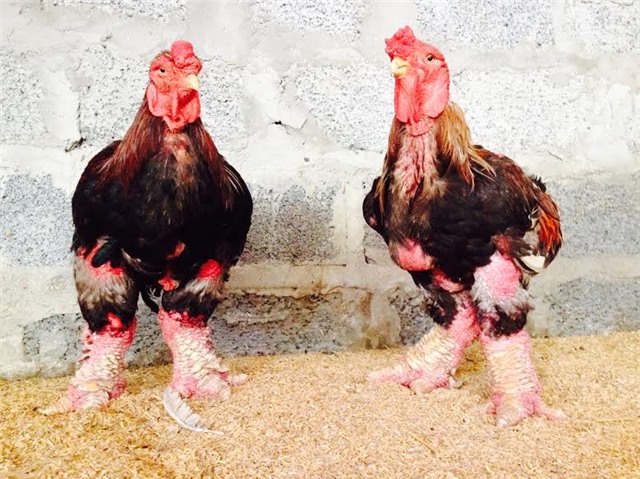 gà đông tảo ngâm rượu, gà đông tảo, gà tiến vua, đặc sản gà đông tảo, gà đông tảo khoái châu