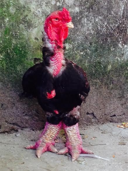 gà đông tảo ngâm rượu, gà đông tảo, gà tiến vua, đặc sản gà đông tảo, gà đông tảo khoái châu