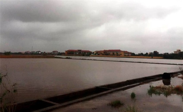 Cánh đồng lúa của người dân chìm trong biển nước