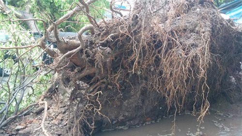 xa cu do ngang o to, 2 bo con thoat chet trong gang tac - 5