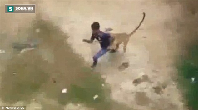 Kinh hoàng khoảnh khắc báo dữ lao vào tấn công người - Ảnh 2.