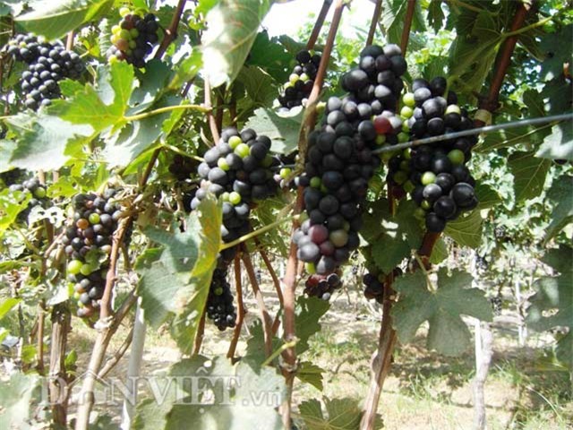 nho tim leo gian dung triu qua - chi muon dua tay hai hinh anh 1