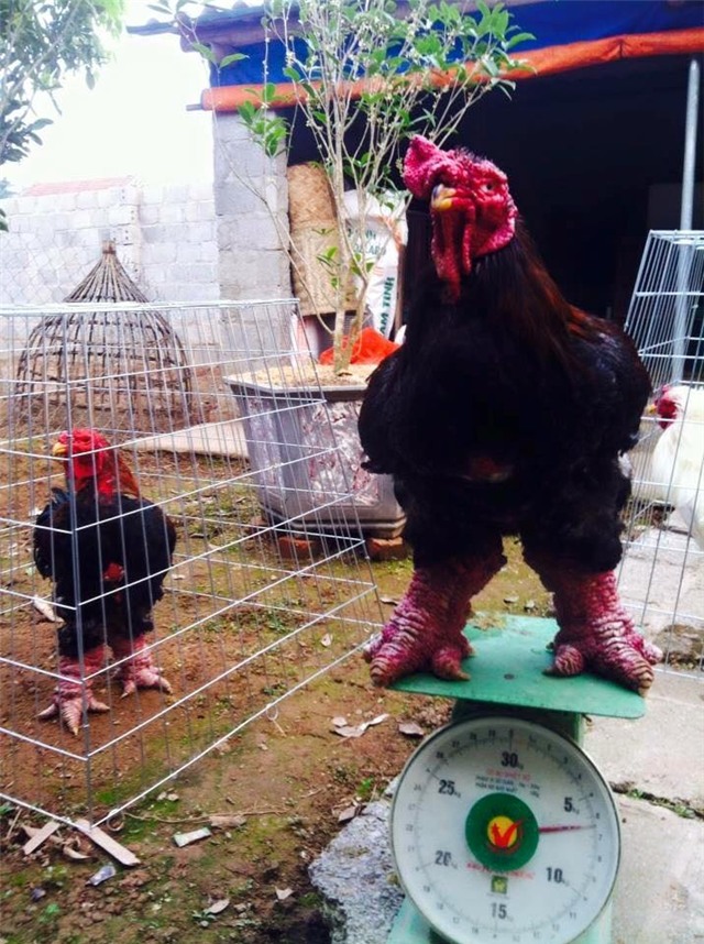 gà đông tảo, chân gà đông tảo, chân gà đông tảo khủng nhất việt nam, chân gà đông tảo ngâm rượu, gà đông tảo hưng yên