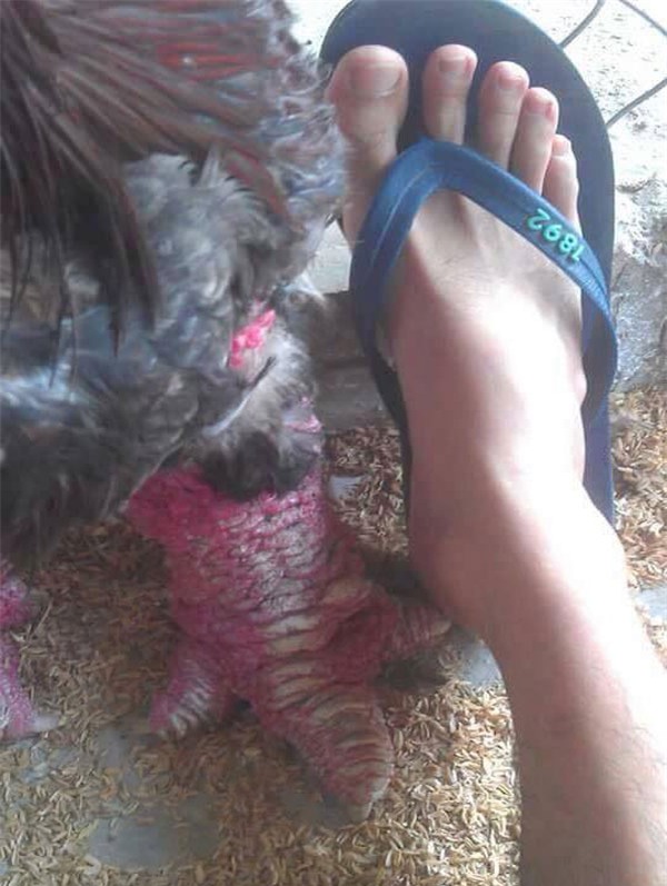 gà đông tảo, chân gà đông tảo, chân gà đông tảo khủng nhất việt nam, chân gà đông tảo ngâm rượu, gà đông tảo hưng yên