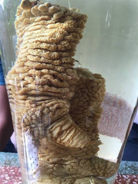 gà đông tảo, chân gà đông tảo, chân gà đông tảo khủng nhất việt nam, chân gà đông tảo ngâm rượu, gà đông tảo hưng yên