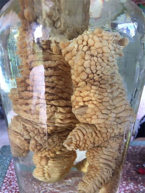 gà đông tảo, chân gà đông tảo, chân gà đông tảo khủng nhất việt nam, chân gà đông tảo ngâm rượu, gà đông tảo hưng yên