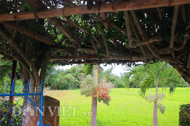 buồng cau nhiều màu sắc, trồng cau nhiều màu sắc, cau ra trái màu đỏ, cau ra quả màu đỏ, cau cảnh, trồng cau cảnh, độc lạ