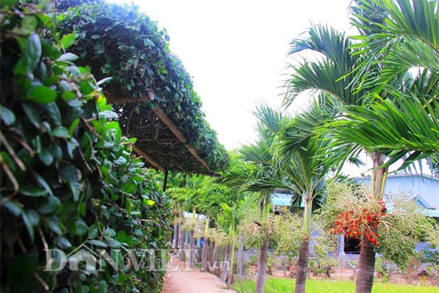 buồng cau nhiều màu sắc, trồng cau nhiều màu sắc, cau ra trái màu đỏ, cau ra quả màu đỏ, cau cảnh, trồng cau cảnh, độc lạ