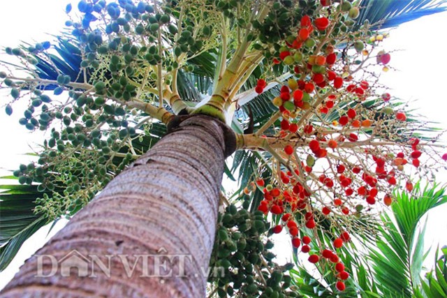 buồng cau nhiều màu sắc, trồng cau nhiều màu sắc, cau ra trái màu đỏ, cau ra quả màu đỏ, cau cảnh, trồng cau cảnh, độc lạ