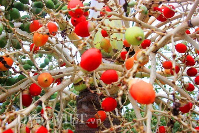 buồng cau nhiều màu sắc, trồng cau nhiều màu sắc, cau ra trái màu đỏ, cau ra quả màu đỏ, cau cảnh, trồng cau cảnh, độc lạ