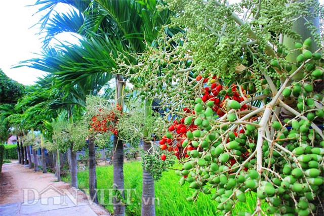 buồng cau nhiều màu sắc, trồng cau nhiều màu sắc, cau ra trái màu đỏ, cau ra quả màu đỏ, cau cảnh, trồng cau cảnh, độc lạ