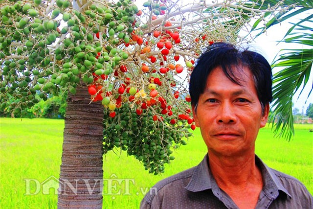 buồng cau nhiều màu sắc, trồng cau nhiều màu sắc, cau ra trái màu đỏ, cau ra quả màu đỏ, cau cảnh, trồng cau cảnh, độc lạ