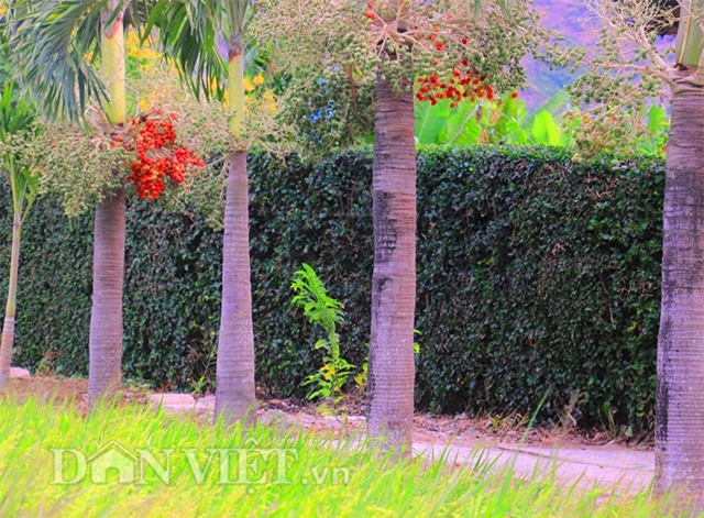 buồng cau nhiều màu sắc, trồng cau nhiều màu sắc, cau ra trái màu đỏ, cau ra quả màu đỏ, cau cảnh, trồng cau cảnh, độc lạ