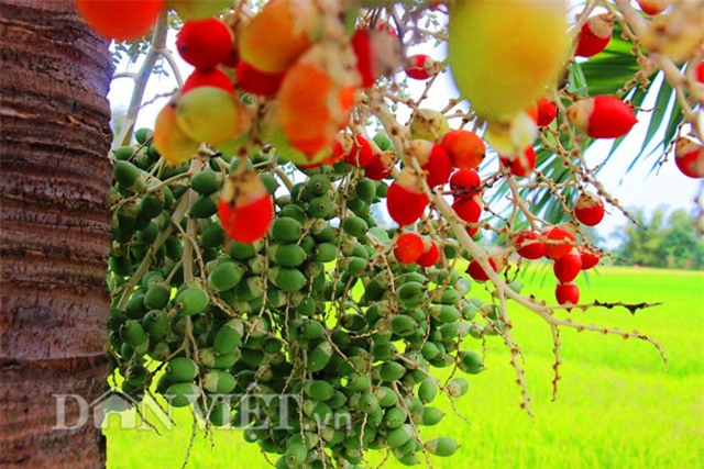 buồng cau nhiều màu sắc, trồng cau nhiều màu sắc, cau ra trái màu đỏ, cau ra quả màu đỏ, cau cảnh, trồng cau cảnh, độc lạ