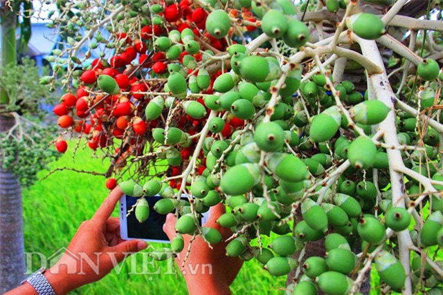 buồng cau nhiều màu sắc, trồng cau nhiều màu sắc, cau ra trái màu đỏ, cau ra quả màu đỏ, cau cảnh, trồng cau cảnh, độc lạ