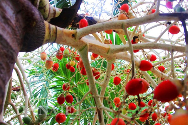 buồng cau nhiều màu sắc, trồng cau nhiều màu sắc, cau ra trái màu đỏ, cau ra quả màu đỏ, cau cảnh, trồng cau cảnh, độc lạ