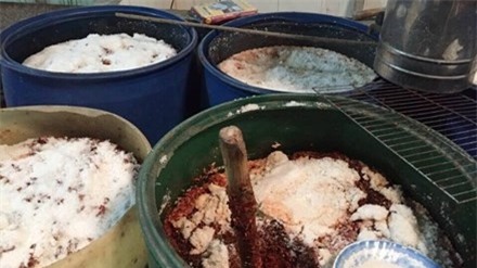 Các thùng phuy chứa tương ớt đầy giòi.