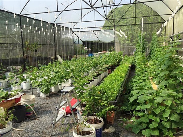 rau sạch, vườn rau sạch, trồng rau sạch, vườn rau sạch khủng