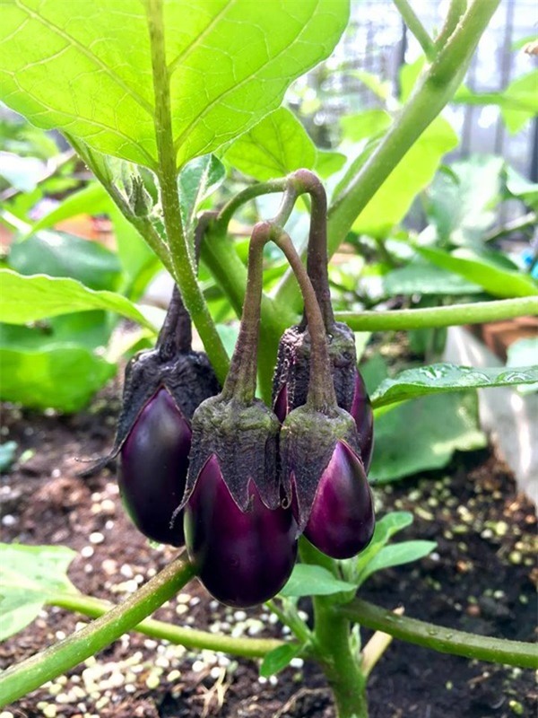 rau sạch, vườn rau sạch, trồng rau sạch, vườn rau sạch khủng