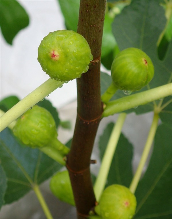 rau sạch, vườn rau sạch, trồng rau sạch, vườn rau sạch khủng