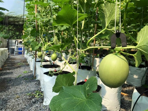 rau sạch, vườn rau sạch, trồng rau sạch, vườn rau sạch khủng