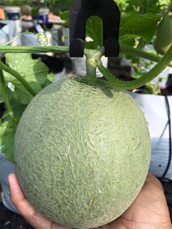 rau sạch, vườn rau sạch, trồng rau sạch, vườn rau sạch khủng