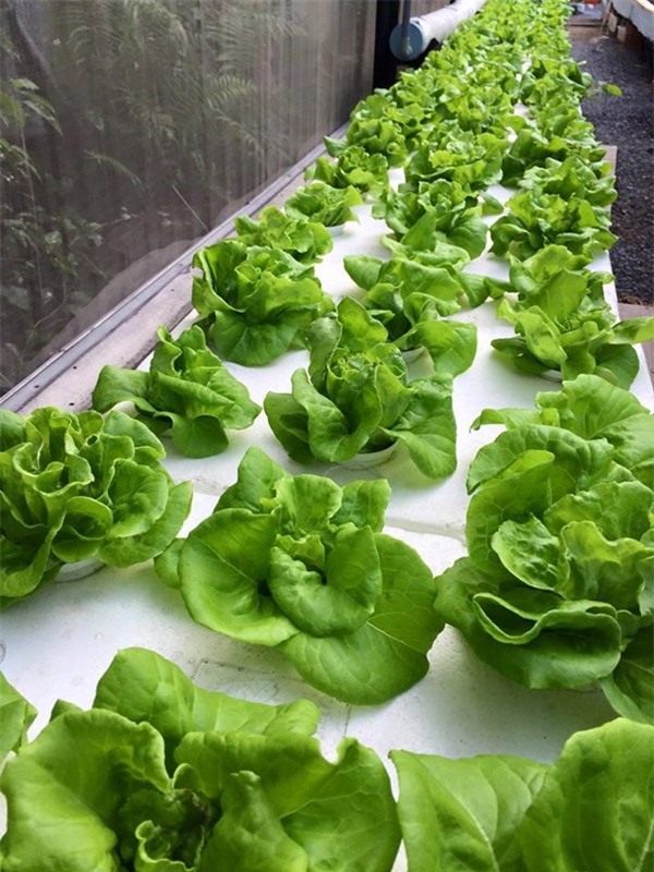 rau sạch, vườn rau sạch, trồng rau sạch, vườn rau sạch khủng