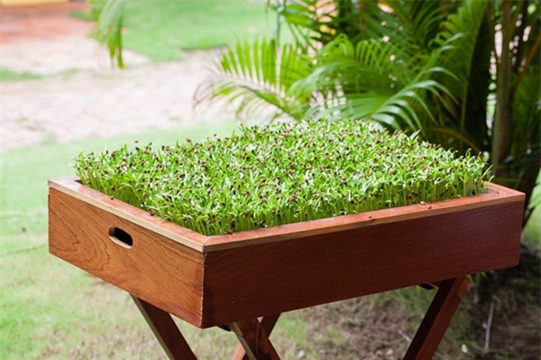 rau sạch, vườn rau sạch, trồng rau sạch, vườn rau sạch khủng