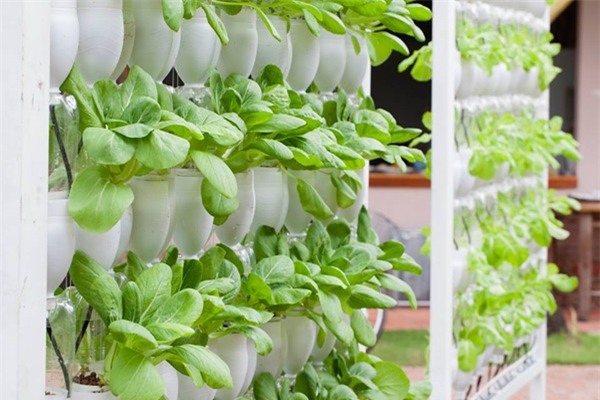 rau sạch, vườn rau sạch, trồng rau sạch, vườn rau sạch khủng