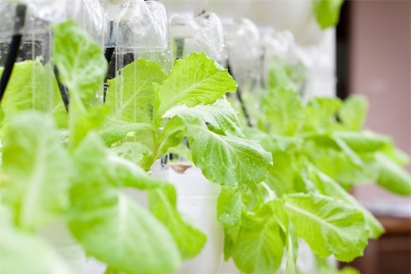 rau sạch, vườn rau sạch, trồng rau sạch, vườn rau sạch khủng