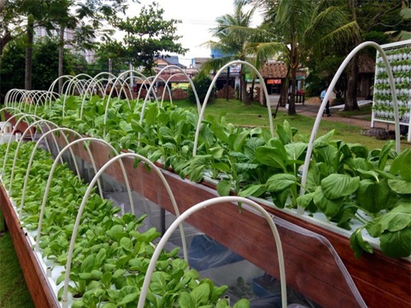 rau sạch, vườn rau sạch, trồng rau sạch, vườn rau sạch khủng