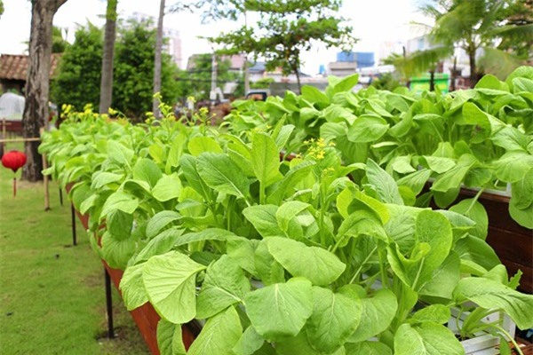 rau sạch, vườn rau sạch, trồng rau sạch, vườn rau sạch khủng