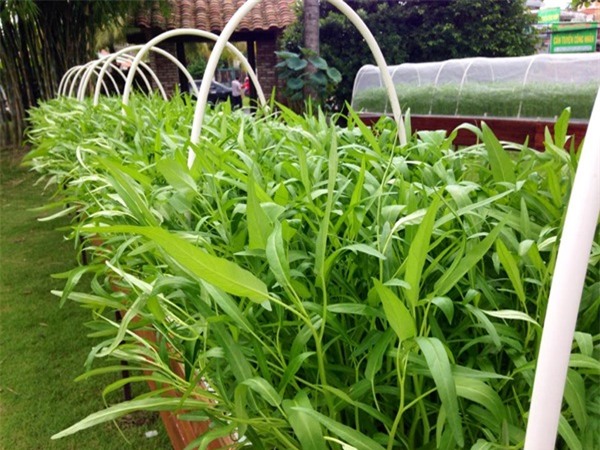 rau sạch, vườn rau sạch, trồng rau sạch, vườn rau sạch khủng