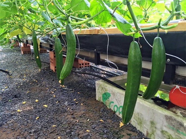 rau sạch, vườn rau sạch, trồng rau sạch, vườn rau sạch khủng