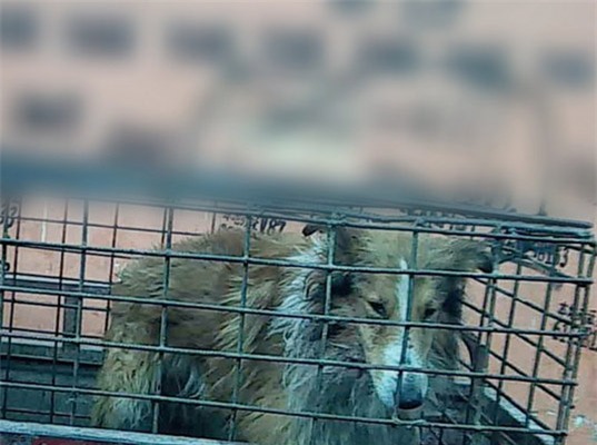 Cẩn thận khi dùng đồ da Trung Quốc, có thể chúng được làm từ da chó mèo - Ảnh 1.