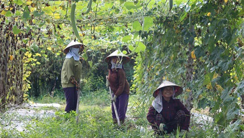 tung chap nhan lo de kinh doanh rau huu co vi so ba bau an phai rau ban - 3