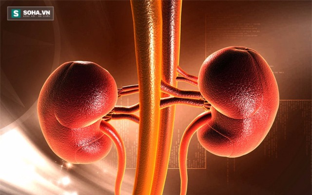Hãy làm những việc đơn giản sau để bảo vệ thận trước khi quá muộn - Ảnh 1.