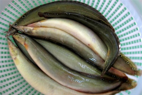 5 thần dược giá bình dân mà bổ như nhân sâm - Ảnh 1.