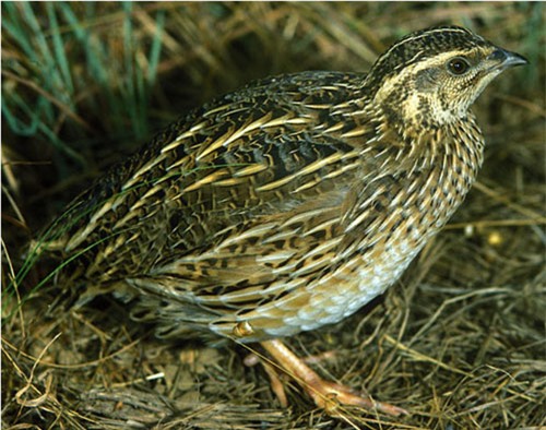 5 thần dược giá bình dân mà bổ như nhân sâm - Ảnh 5.