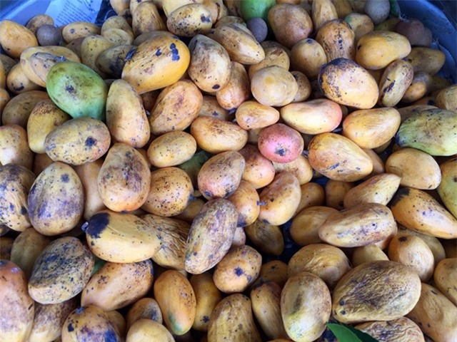 xoài giả, xoài trung quốc, xoài miền tây, xoài giả đồn có ruột nilon