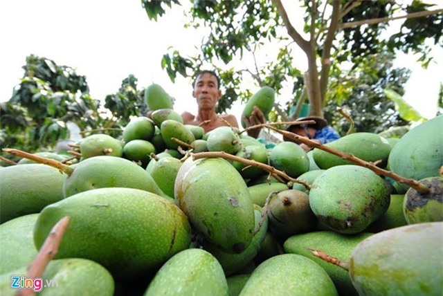 xoài giả, xoài trung quốc, xoài miền tây, xoài giả đồn có ruột nilon