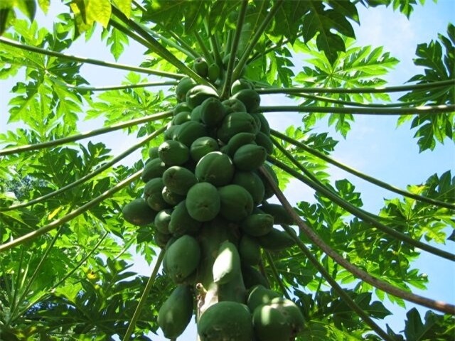 Dùng lá đu đủ chữa ung thư: Bác sĩ Việt Nam kể chuyện có thật - Ảnh 2.