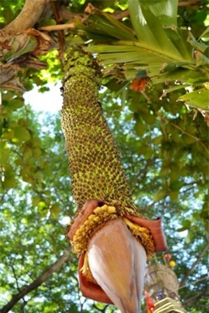 Cây chuối, buồng chuối, trang trại, trồng chuối, nải chuối, siêu nải, nông dân, Quế Sơn, Quảng Nam)