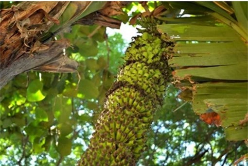 Cây chuối, buồng chuối, trang trại, trồng chuối, nải chuối, siêu nải, nông dân, Quế Sơn, Quảng Nam)