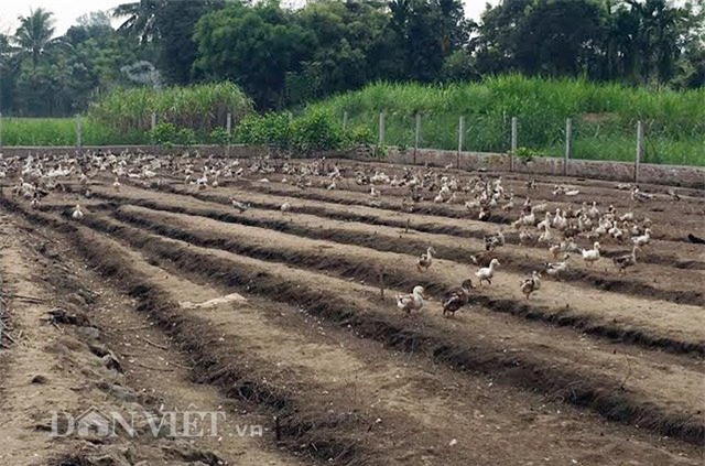 cho vit "an sang o suong" de chat luong thit ngon tuyet hinh anh 2